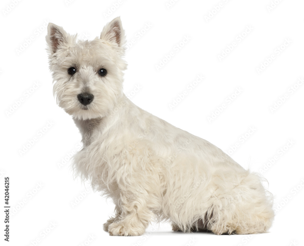 West Highland White Terrier puppy, 6 months old West Highland White Terrier puppy, 6 months old