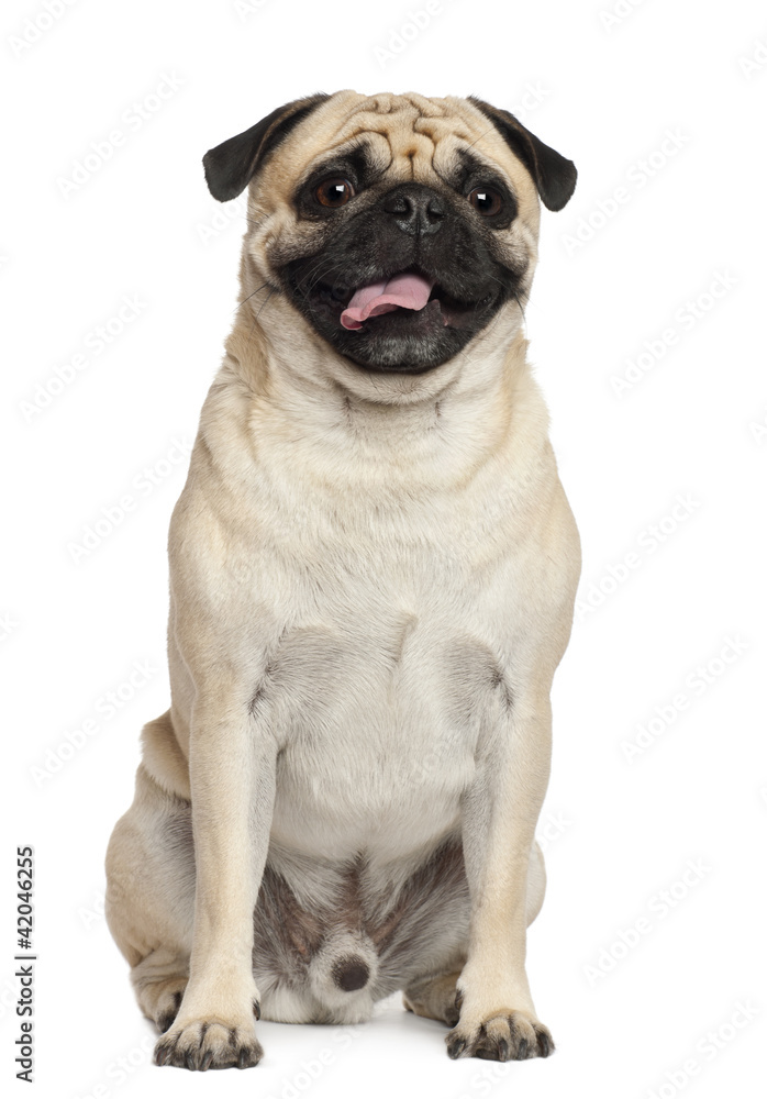 Pug, 3 years old, sitting against white background