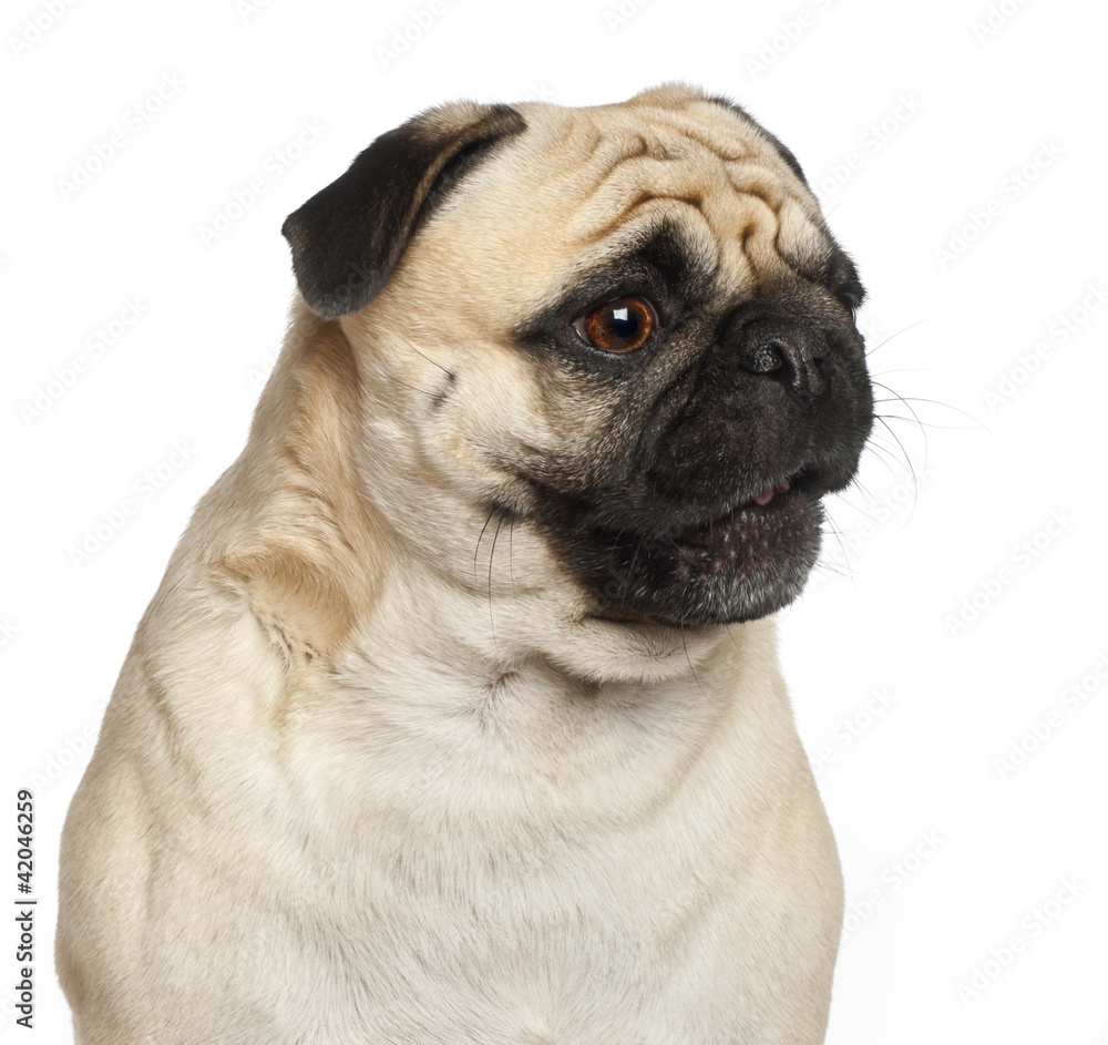Pug, 3 years old, against white background