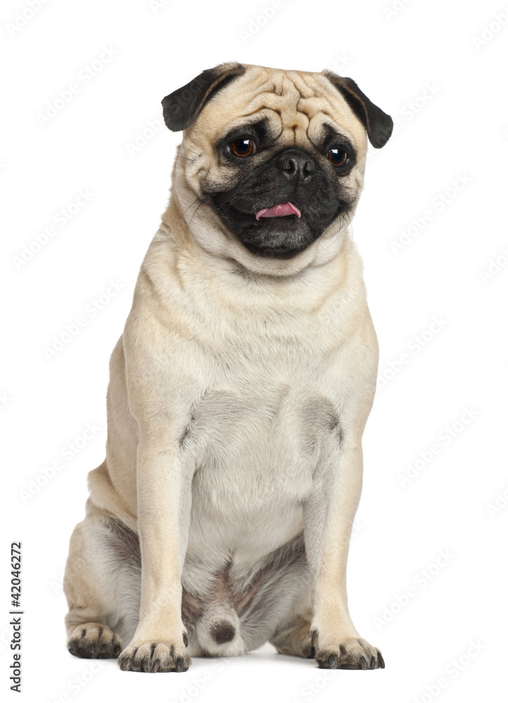 Pug, 3 years old, sitting against white background
