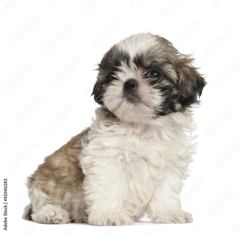 Shih Tzu puppy, 2 months old, sitting against white background Shih Tzu puppy, 2 months old, sitting against white background