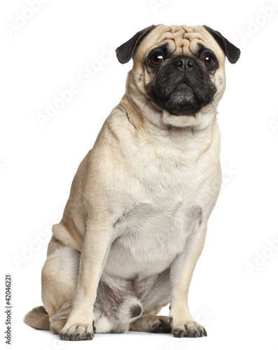 Pug, 3 years old, sitting against white background © Eric Isselée