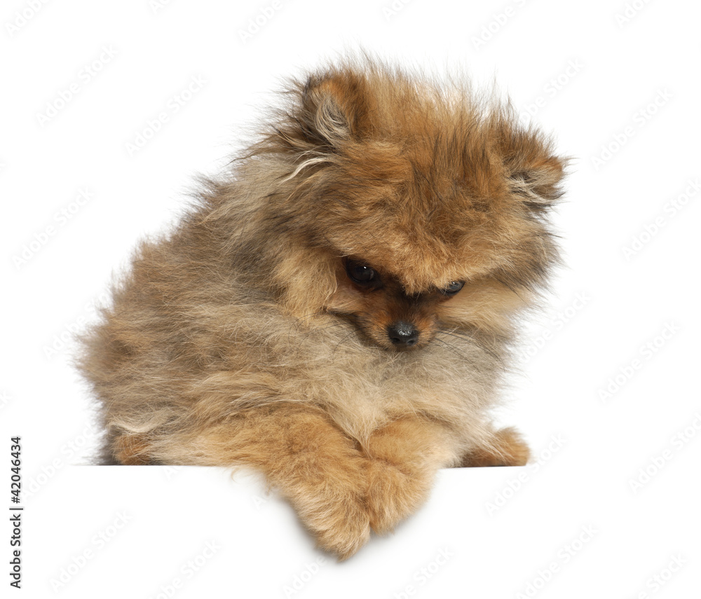 Spitz, 4 months old, against white background Spitz, 4 months old, against white background