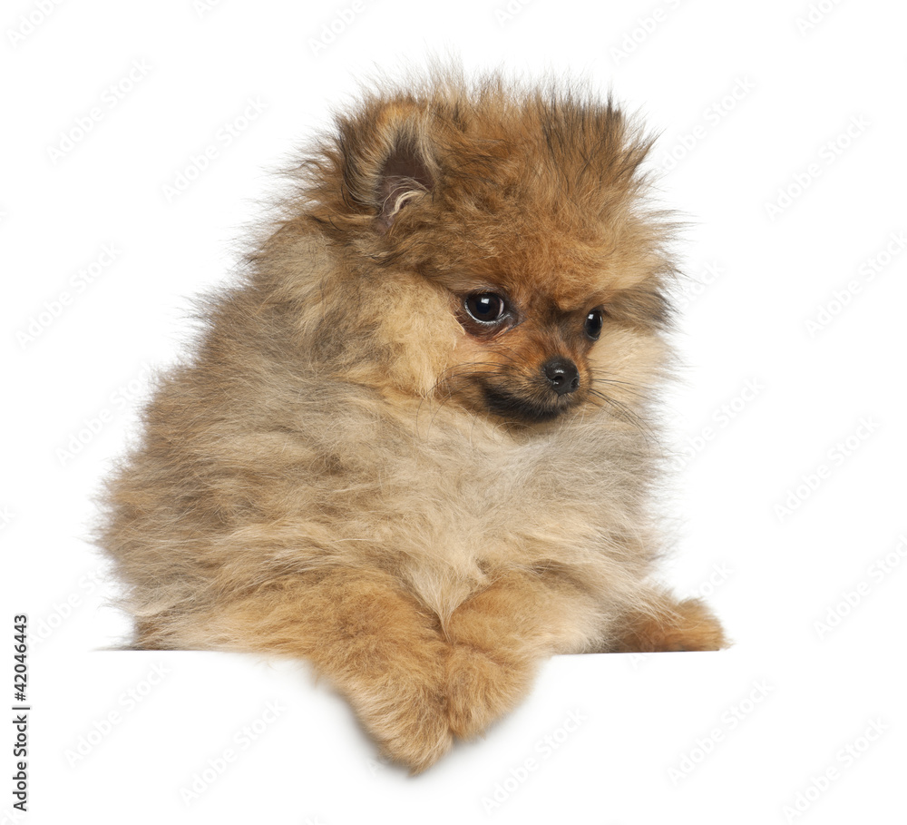 Obraz premium Spitz, 4 months old, against white background