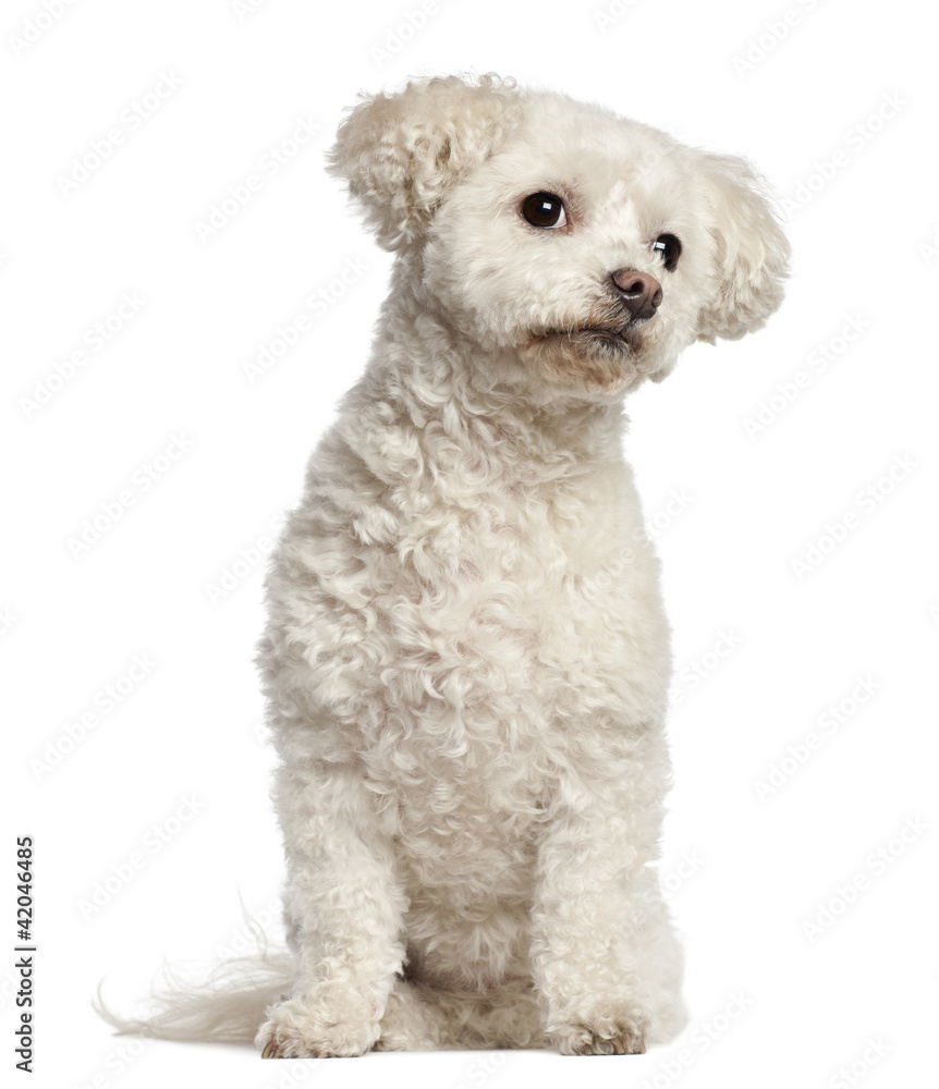 Bichon Frise, 7 years old, sitting against white background