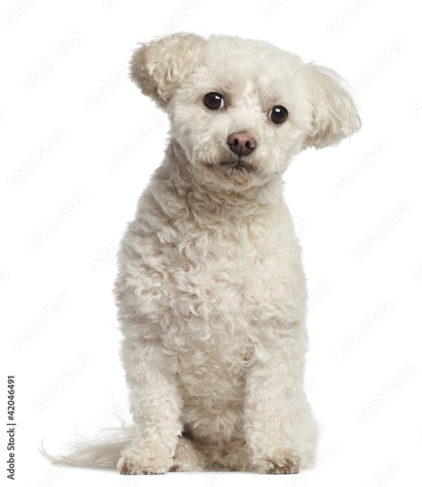 Bichon Fris√©, 7 years old, sitting against white background