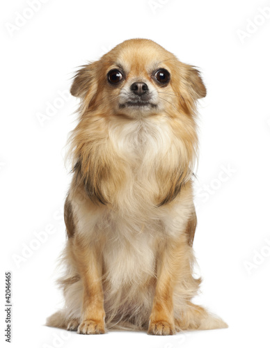 Chihuahua, 4 years old, sitting against white background