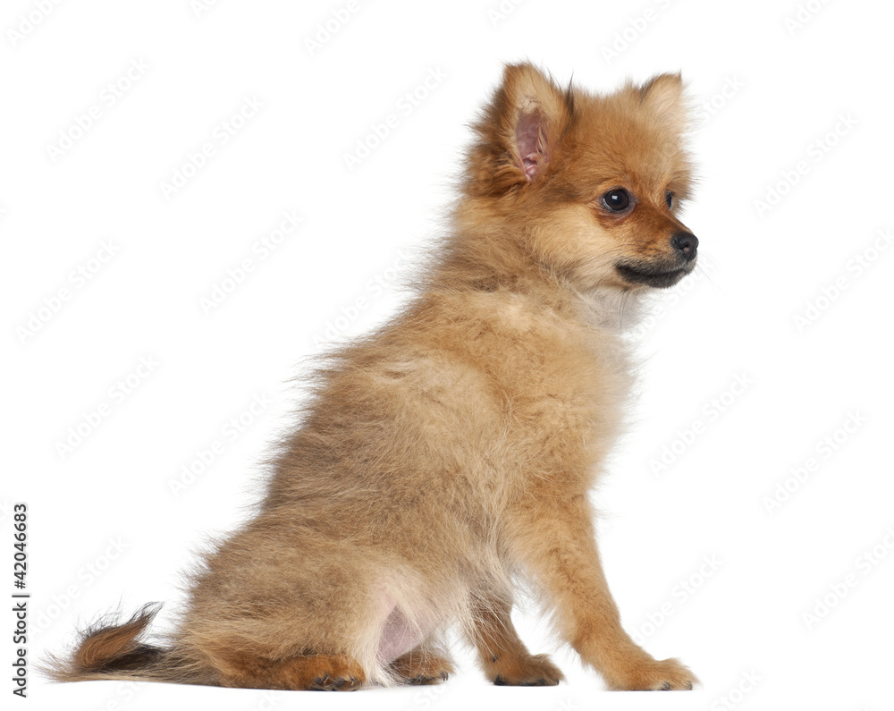 Obraz premium Spitz puppy, 3 months old, sitting against white background