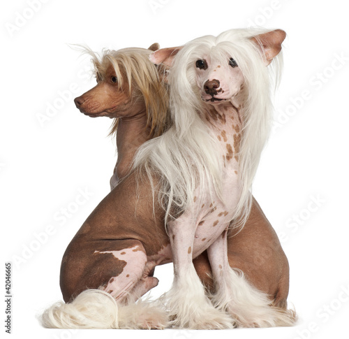 Foto Chinese Crested Dogs, 11 and 16 months old