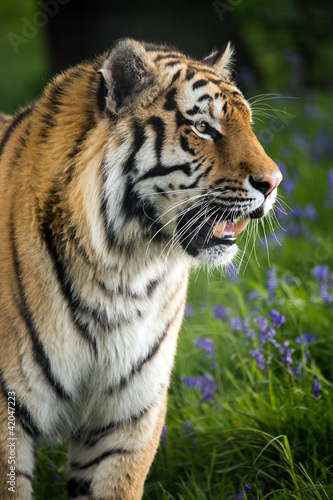 Siberian Tiger