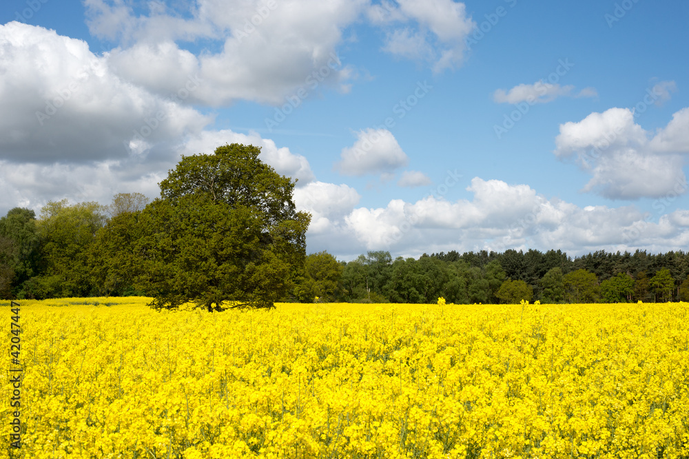 Rape Field Rape Field