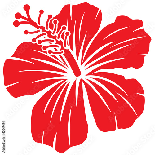 Beautiful red hibiscus flower