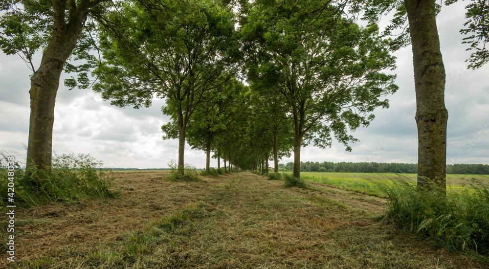 Obraz premium Trees in spring under a cloudy sky
