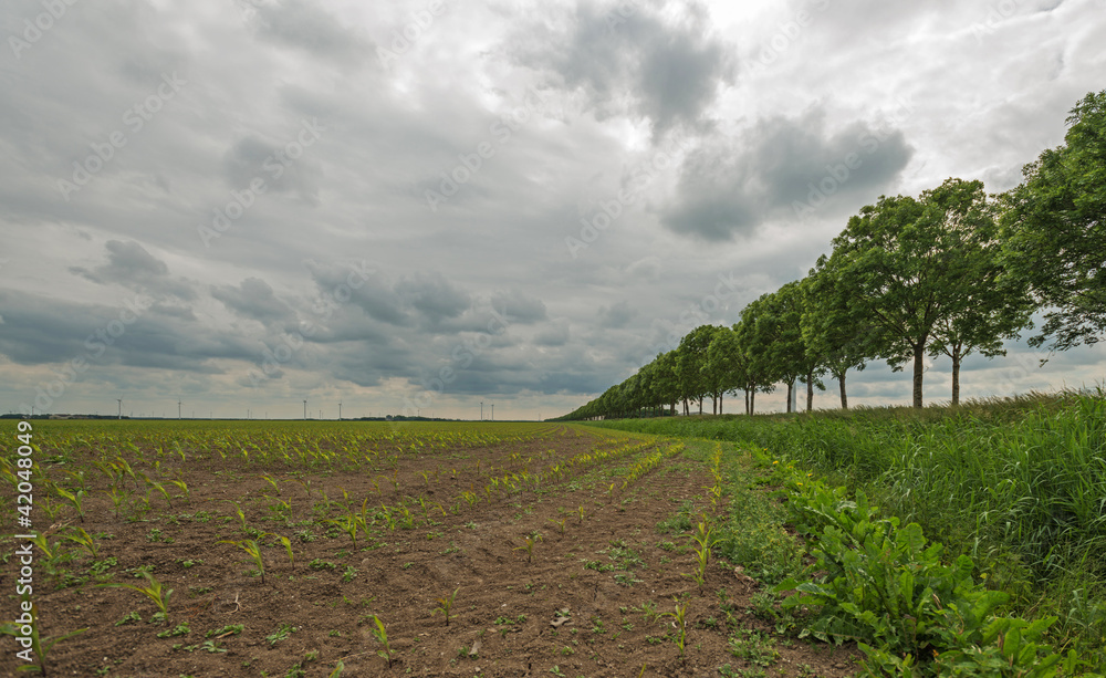 Obraz premium Corn just starting to grow