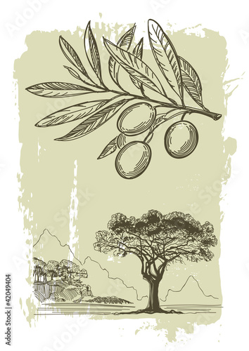 Vector sketch of olive trees