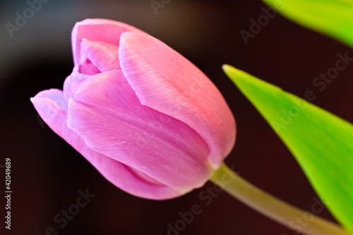 Fototapeta Naklejka Na Ścianę i Meble -  Tulip close up