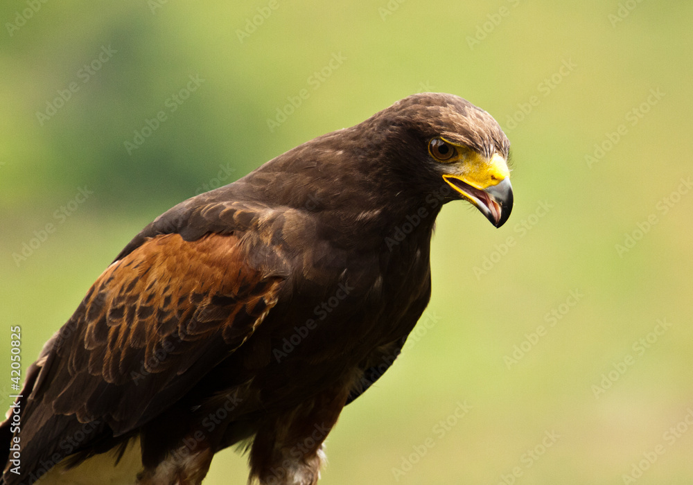 Fototapeta premium Wüstenbussard (Parabuteo unicinctus)