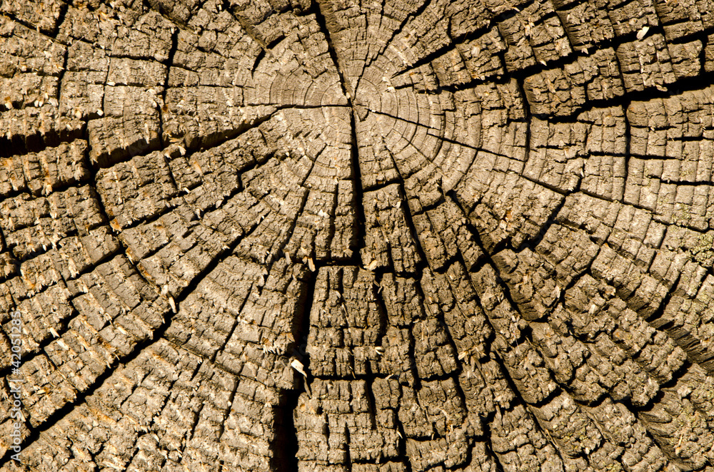 old and cracked wooden log background old and cracked wooden log background