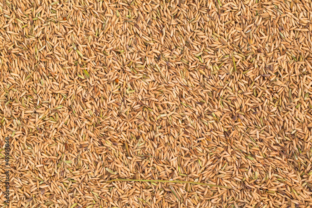 Grain rice after someone new. Grain rice after someone new.