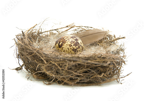 egg in a nest on a white background