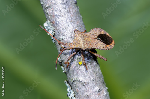 dock leaf bug, coreus marginatus photo