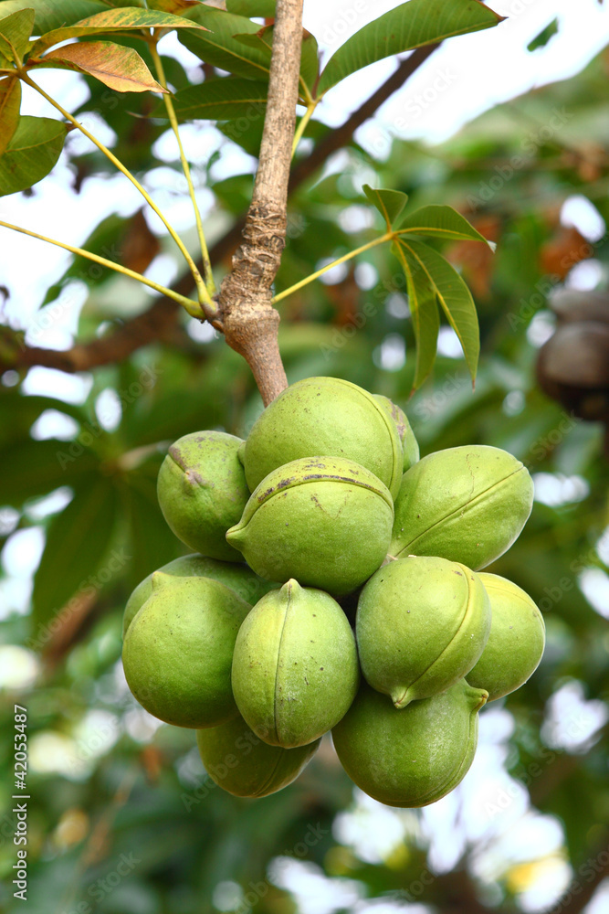 Sterculiaceae on tree,(Biodiesel)