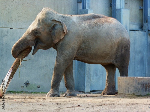 Elefant