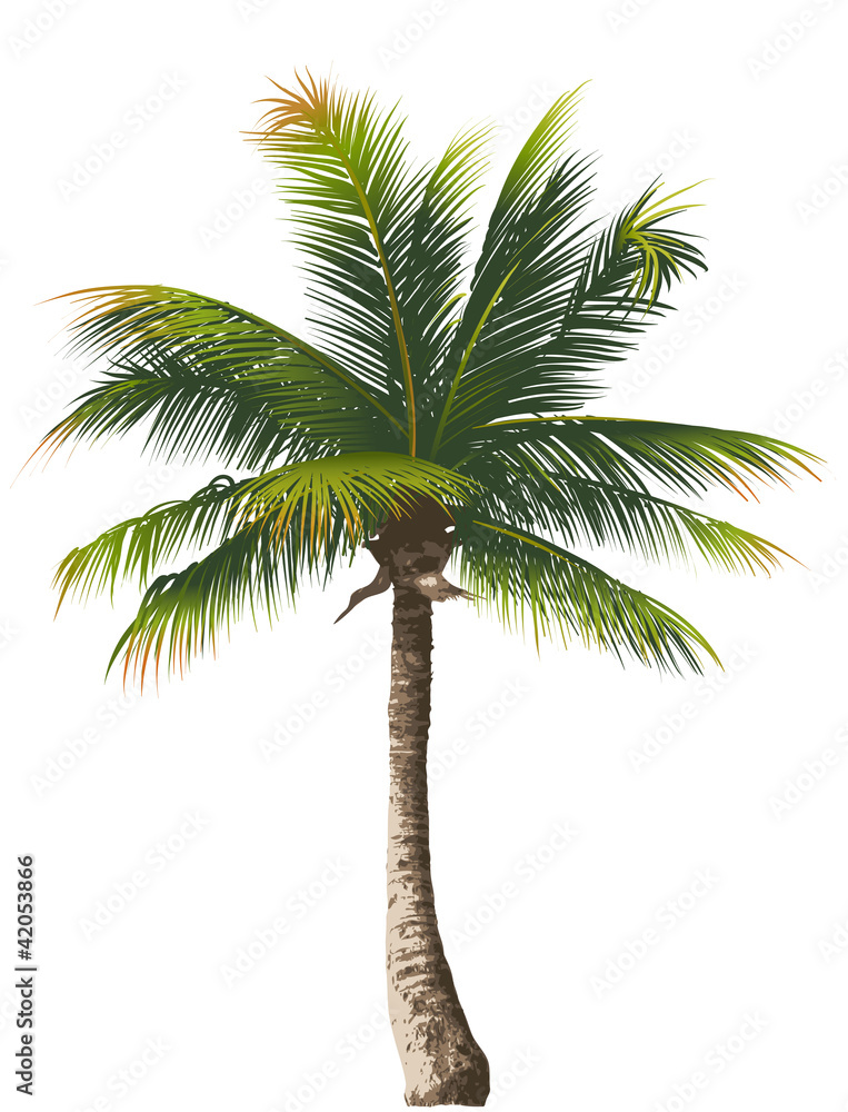 Obraz premium Palm