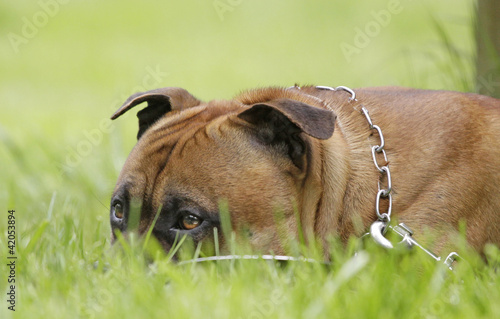 Staffortshire Bullterrier