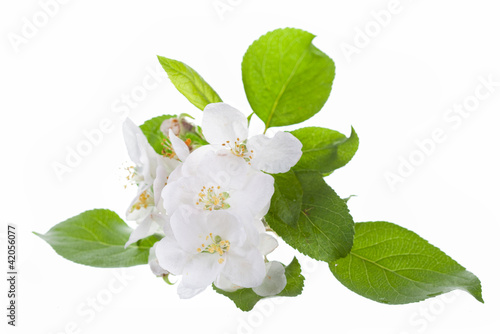 apple-tree flowers on a white background 