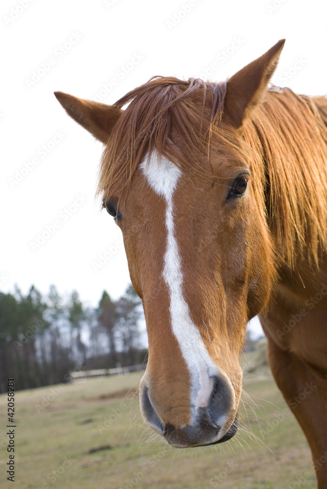 Obraz premium White strip