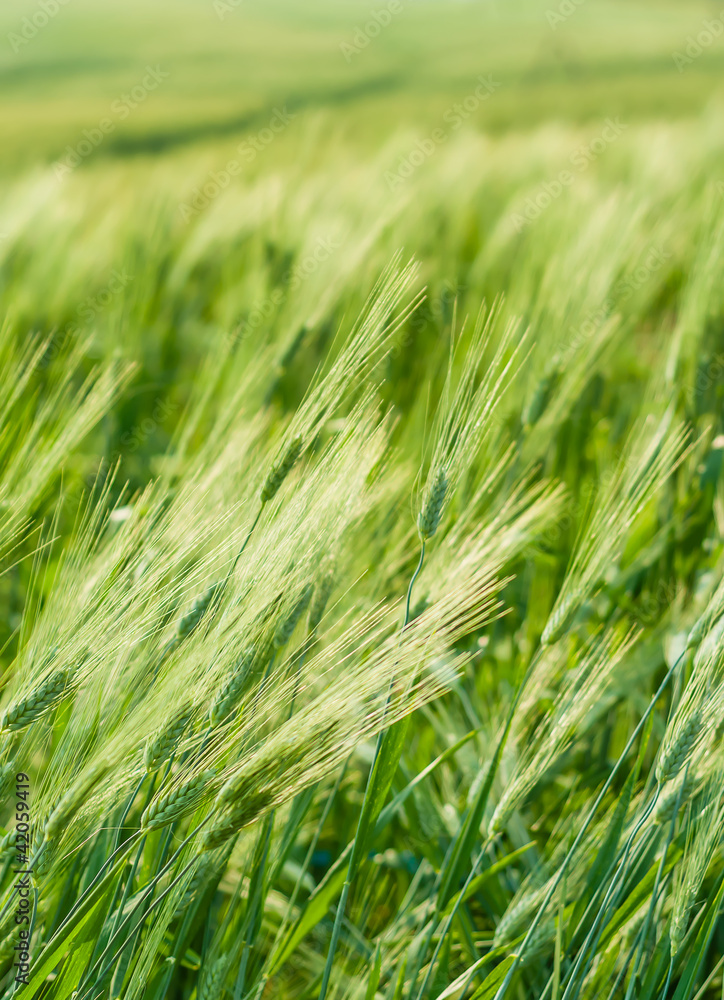 Green barley in farm with nature light Green barley in farm with nature light