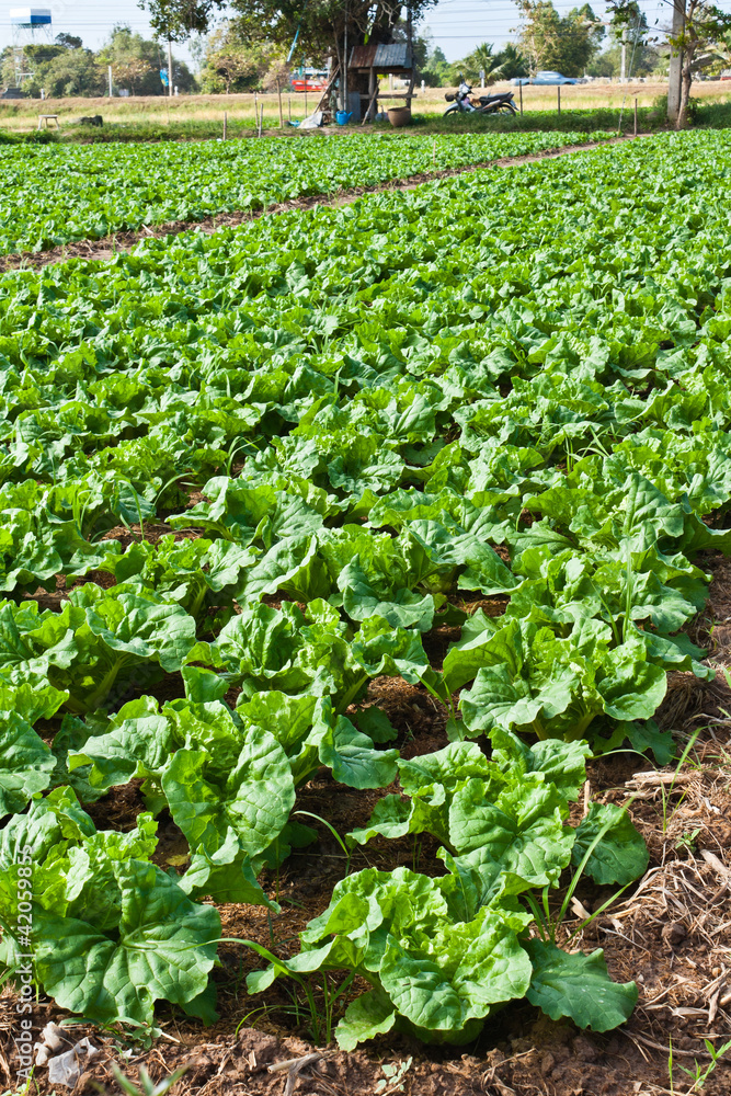 Fresh Chinese cabbage Fresh Chinese cabbage