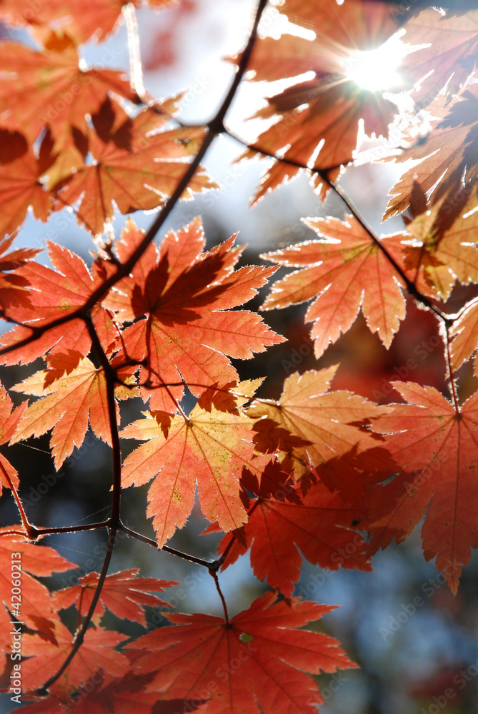 Red maple, autumn