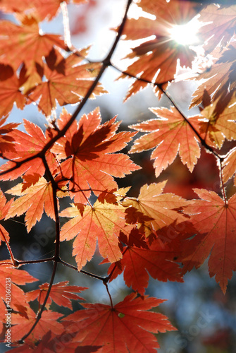 Red maple, autumn
