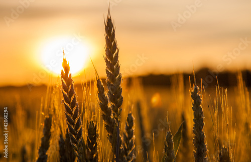 Wheat Stalk silhouette