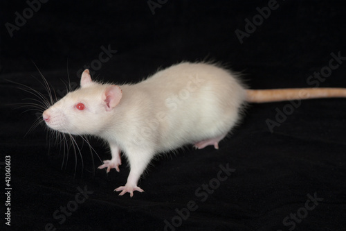 portrait of a curious rat
