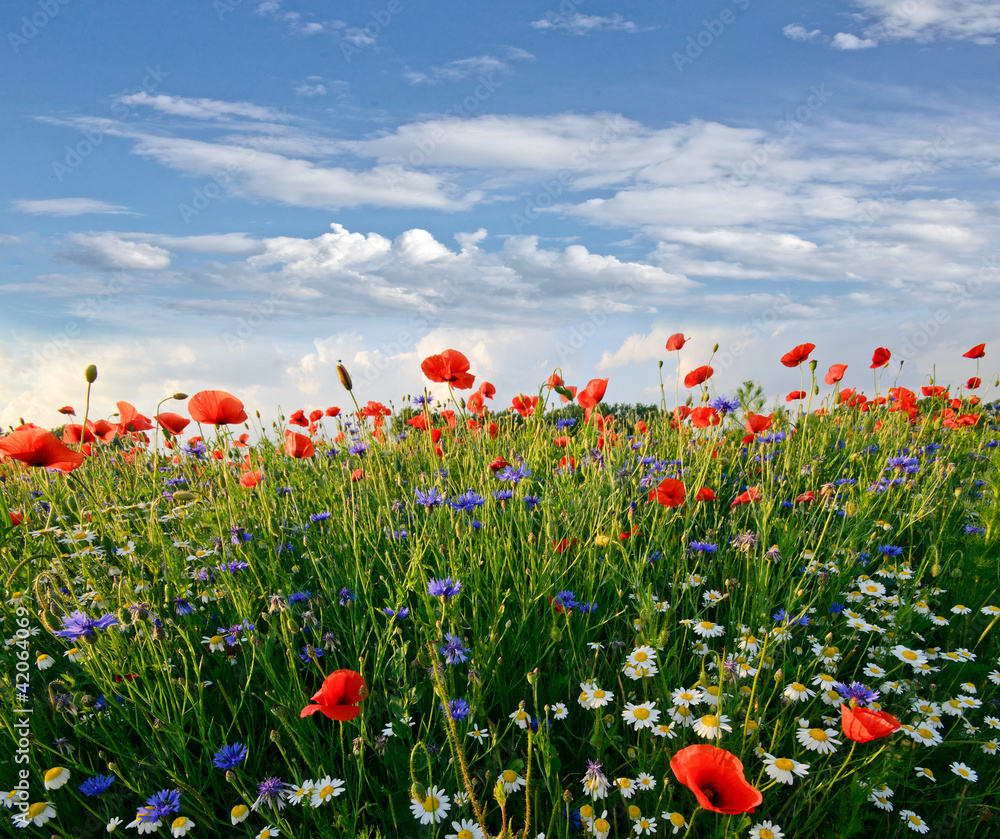 Obraz premium Frühlingswiese mit Margeriten, Kornblumen und Klatschmohn