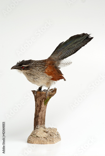 Sporenkuckuck
