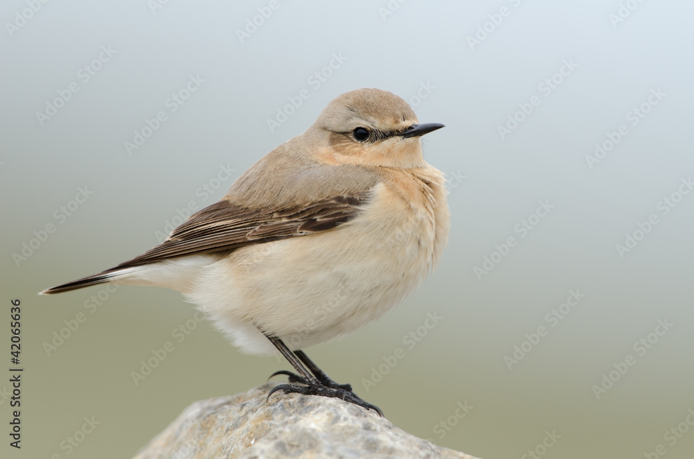 Steinschmätzer, Northern wheatear, Oenanthe oenanthe Steinschmätzer, Northern wheatear, Oenanthe oenanthe
