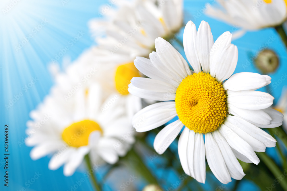 Naklejka premium Daisy Flower