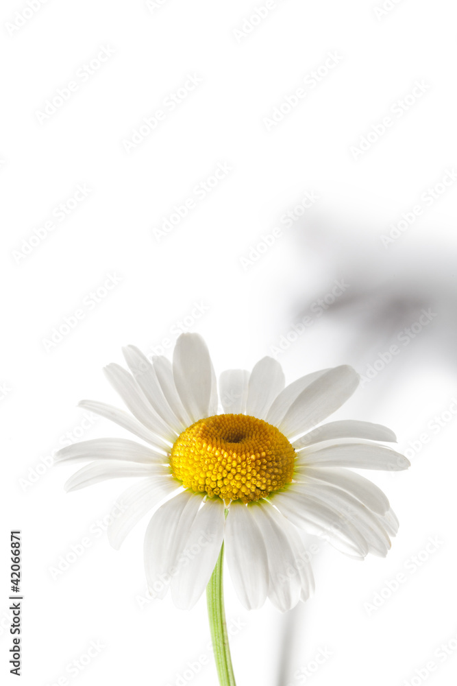 Fototapeta premium Daisy Flower