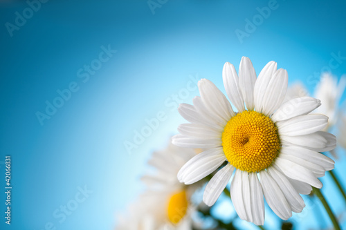 Daisy Flower