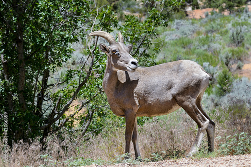 bighorn sheep