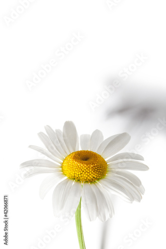 Daisy Flower