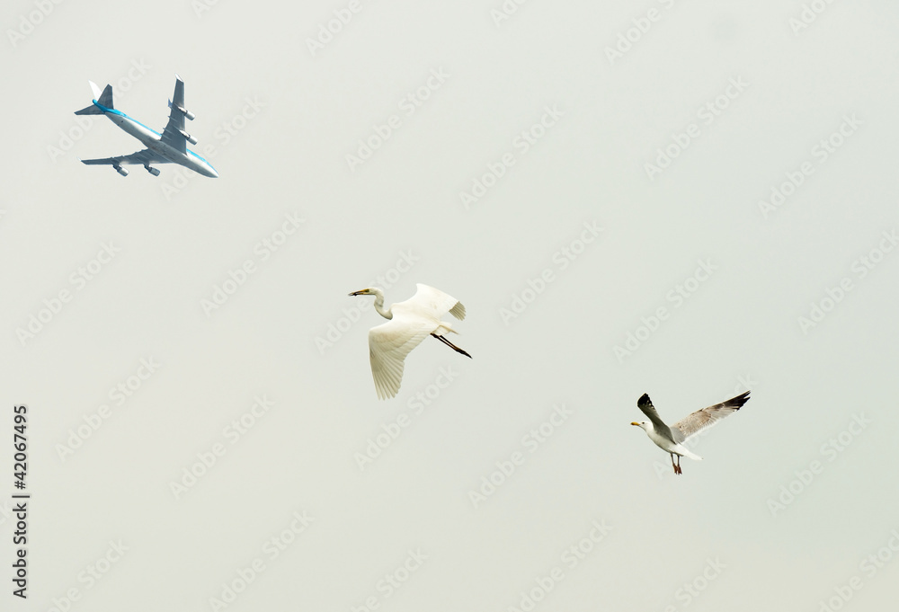Fototapeta premium Flying machine and flying birds