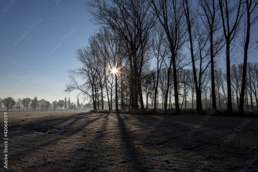 Early morning sun shines through trees on a farm