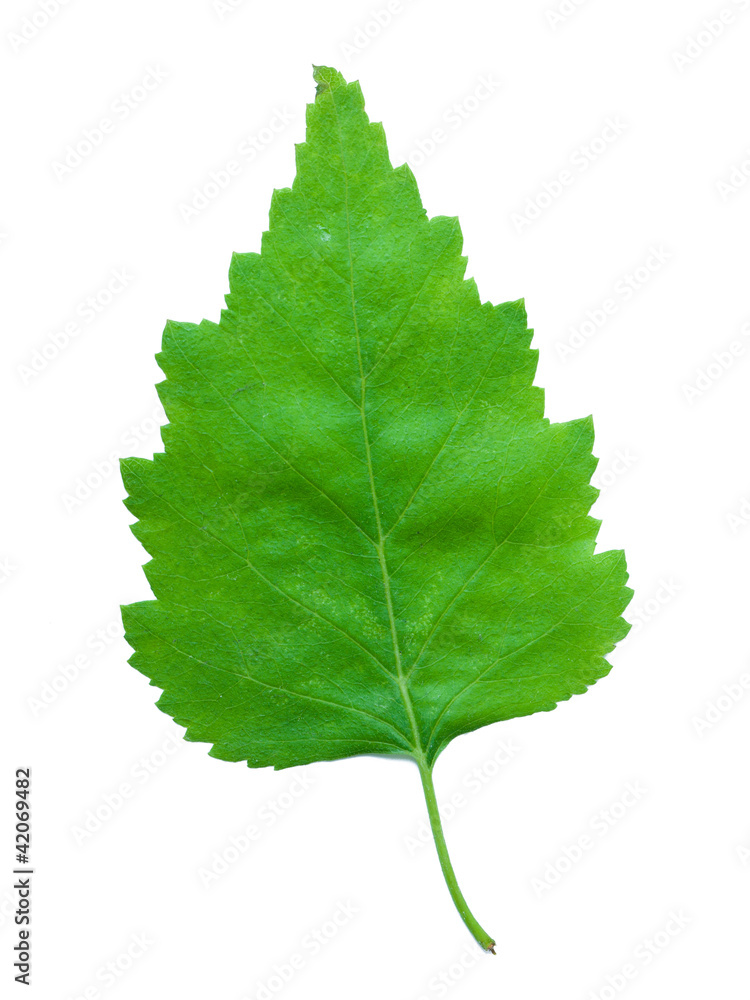 A Leaf of a Birch A Leaf of a Birch