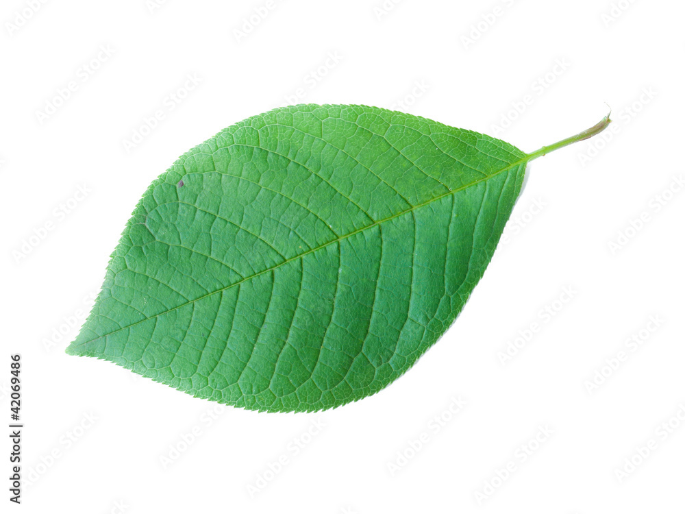 Obraz premium Leaf of a Bird Cherry Tree