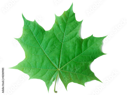 A Leaf of a Maple Tree